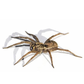 Pointe Pest Control - Pest Control Near Me - Orland Park, Illinois