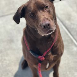Mutts & Co. - Dog being cute