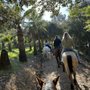 Photo of Pretty Horses Rescue