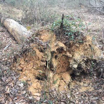 Fred Crabtree Park - Big uprooted tree. - Parks Near Me - Herndon, Virginia