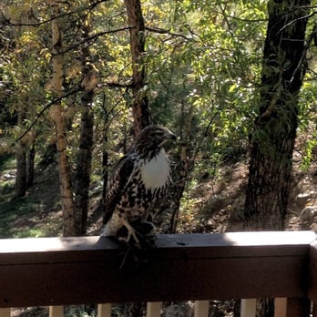 4 Seasons Inn - This Golden Eagle landed on the railing outside the room, dead rabbit in its talons, and sat there for a good long time. - Hotels Near Me - Estes Park, Colorado 4 Seasons Inn - This Golden Eagle landed on the railing outside the room, dead rabbit in its talons, and sat there for a good long time. - Hotels Near Me - Estes Park, Colorado