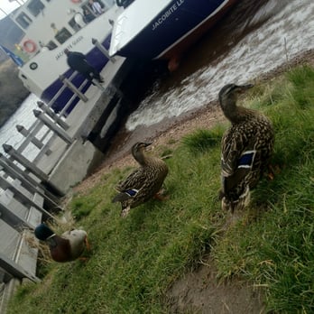 Loch Ness by Jacobite - Ducks on shore - Boat Tours Near Me Loch Ness by Jacobite - Ducks on shore - Boat Tours Near Me