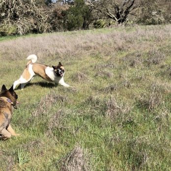 Royalty Akitas - Pet Stores Near Me - Lincoln, California