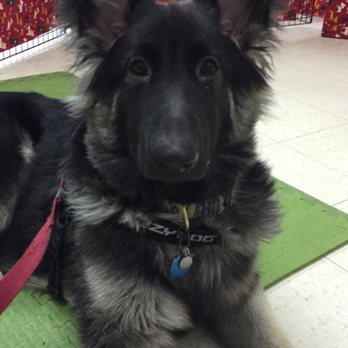 Rocky Mountain Dog Training - Auggie (Shiloh Shepherd) at Rocky Mountain Dog Training's Beyond the Backyard - level 2 obedience - class - Pet Training Near Me - Broomfield, Colorado