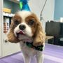 Petey's Grooming & Pet Supplies