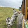 Photo of Fort Chiswell Animal Park