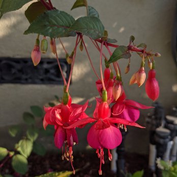 Bob & Mimmy's Gardening - fuchsia flowers - Gardeners Near Me - Long Beach, California Bob & Mimmy's Gardening - fuchsia flowers - Gardeners Near Me - Long Beach, California