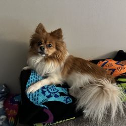Dog Essentials - Lincoln (before).