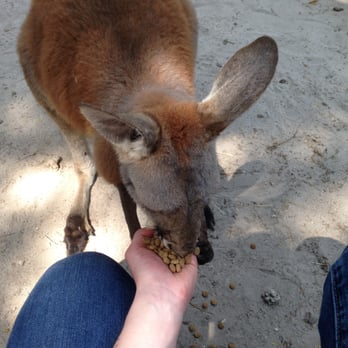 Jungle Island - feeding Bonnie! - Amusement Parks Near Me - Miami, Florida