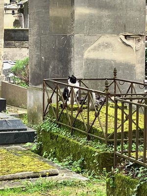 Cimetière de Montmartre by null