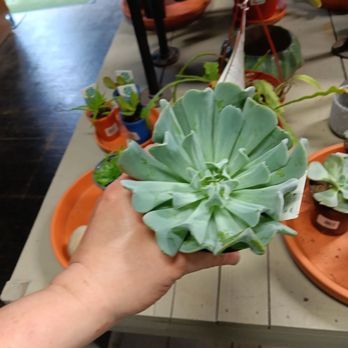 Earl May Garden Center - Succulent - Landscaping Near Me - West Des Moines, Iowa Earl May Garden Center - Succulent - Landscaping Near Me - West Des Moines, Iowa