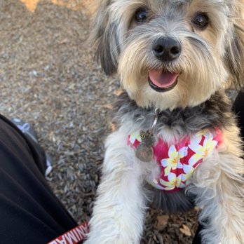 OC Dog House Grooming - Pet Groomers Near Me