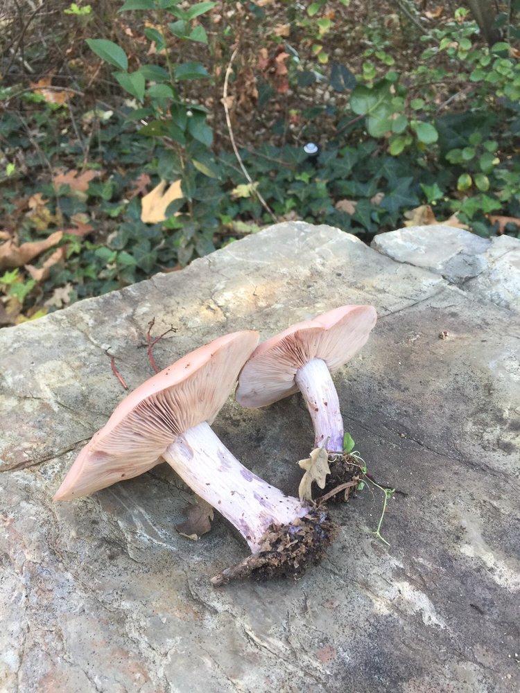 FRENCHMAN’S PARK Updated August 2024 25 Photos 665 Gerona Rd