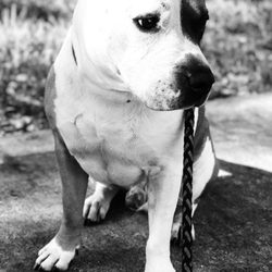 Four Paws Pet Care - Papi