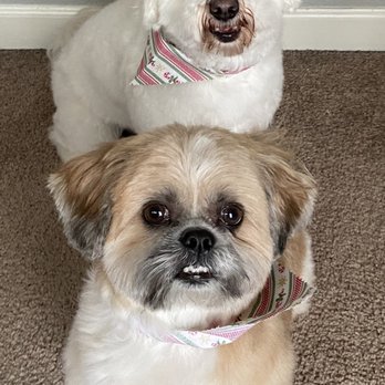 Sarah the Pet Groomer - Thanks for making our boys look so handsome! - Pet Groomers Near Me - Concord, California Sarah the Pet Groomer - Thanks for making our boys look so handsome! - Pet Groomers Near Me - Concord, California