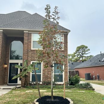 Moon Valley Nurseries - Red Oak planted by Moon Valley Nurseries - Nurseries & Gardening Near Me - Houston, Texas