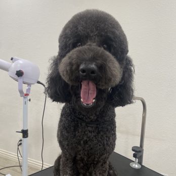BubbLA Pet Salon - Pet Groomers Near Me - West Covina, California BubbLA Pet Salon - Pet Groomers Near Me - West Covina, California