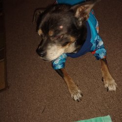 Caldwell Animal Hospital