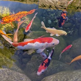 Our first few koi mixed with their shubunkin goldfish (which we haven't seen anywhere else - gorgeous long fan tails!) Our first few koi mixed with their shubunkin goldfish (which we haven't seen anywhere else - gorgeous long fan tails!)