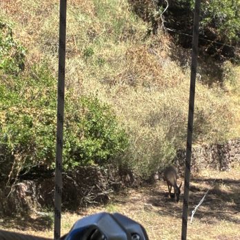 Catalina Aerial Adventure - deer again lol - Challenge Courses Near Me - Avalon, California