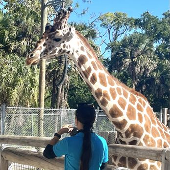 Naples Zoo - The sleek & beautiful Giraffe - Zoos Near Me - Naples, Florida