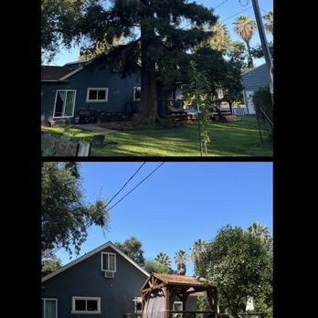 J’s Lawn Maintenance & Tree Removal - Red wood tree removal before & after - Lawn Services Near Me J’s Lawn Maintenance & Tree Removal - Red wood tree removal before & after - Lawn Services Near Me