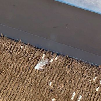 Palms Casino Resort - These were feathers that were all over the floor. I'm assuming from the pillows - Casinos Near Me - Las Vegas, Nevada Palms Casino Resort - These were feathers that were all over the floor. I'm assuming from the pillows - Casinos Near Me - Las Vegas, Nevada