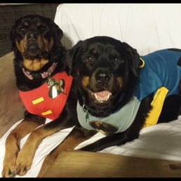 Mia and Belle 4 year old Rotts Mia and Belle 4 year old Rotts
