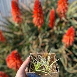 Airplant Alchemy - My newest air plant babies!