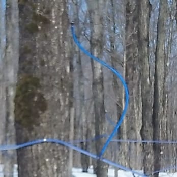 Chenil la Poursuite - Maple sugar lines - Active Life Near Me - Saint-Nicolas, Quebec Chenil la Poursuite - Maple sugar lines - Active Life Near Me - Saint-Nicolas, Quebec