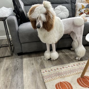 Claudia's Coiffeur Le' Petite - Continental haircut (from wish) - Pet Groomers Near Me - San Leandro, California Claudia's Coiffeur Le' Petite - Continental haircut (from wish) - Pet Groomers Near Me - San Leandro, California