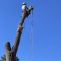 Photo of Benoit's Tree Care