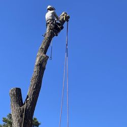 Benoit's Tree Care - Robby Benoit