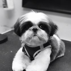 Maui Mutt Hut - A Shih Tzu puppies first haircut!