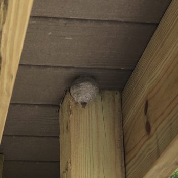 Zoifia - Pest Control Near Me
