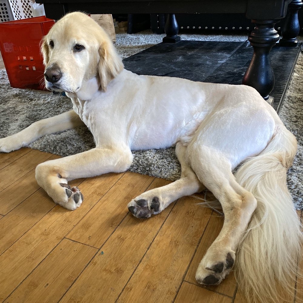 My Pookie's Spaw - Right after his summer shave, lasts all year! - Pet Groomers Near Me - Orange, California My Pookie's Spaw - Right after his summer shave, lasts all year! - Pet Groomers Near Me - Orange, California