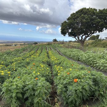Kula Country Farms - Farmers Market Near Me - Kula, Hawaii Kula Country Farms - Farmers Market Near Me - Kula, Hawaii