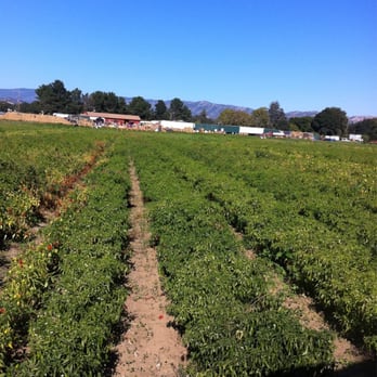 Larry's Produce - On the horse & carriage - Fruits & Veggies Near Me - Fairfield, California Larry's Produce - On the horse & carriage - Fruits & Veggies Near Me - Fairfield, California