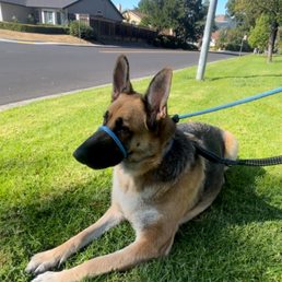 Our dog Simba, during his training session he stays calm while sitting down as we talk to his trainer! Our dog Simba, during his training session he stays calm while sitting down as we talk to his trainer!