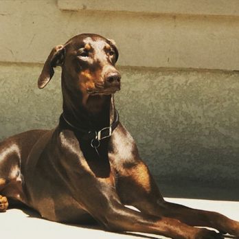 Austin Veterinary Housecalls - Veterinarians Near Me