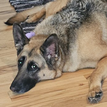 Zoom and Groom - Our GSD is beautiful - Pet Groomers Near Me Zoom and Groom - Our GSD is beautiful - Pet Groomers Near Me