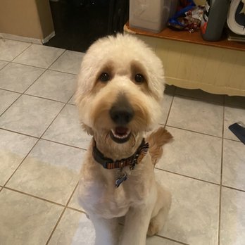 Shampooch Pet Styles - Pet Groomers Near Me - Temecula, California Shampooch Pet Styles - Pet Groomers Near Me - Temecula, California