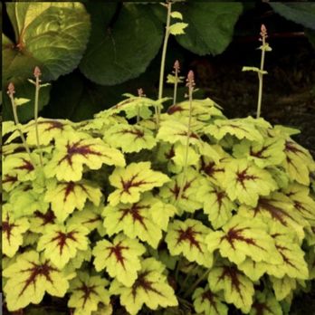 Gardening Express - Plant as advertised by Gardening Express. - Gardeners Near Me - Chelmsford, ESS