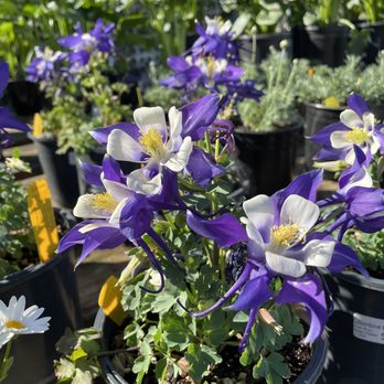 Lakewood Nursery - Nurseries & Gardening Near Me - Cypress, California Lakewood Nursery - Nurseries & Gardening Near Me - Cypress, California