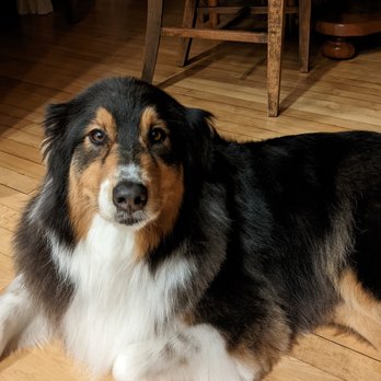 Serenity Pet Spa - Lady Olive - Pet Groomers Near Me - Madison, Wisconsin