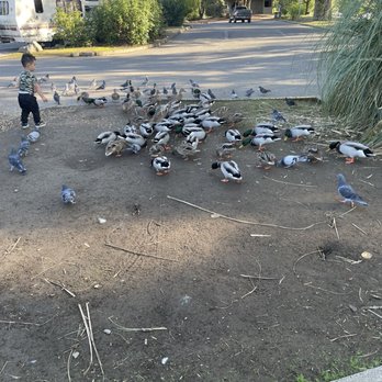 Clackamette Park - Corn only please - Parks Near Me - Oregon City, Oregon