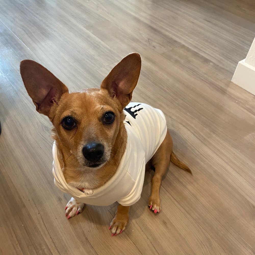 Bitches N Bubbles - Baby the Chi-weenie - Pet Groomers Near Me - Long Beach, California