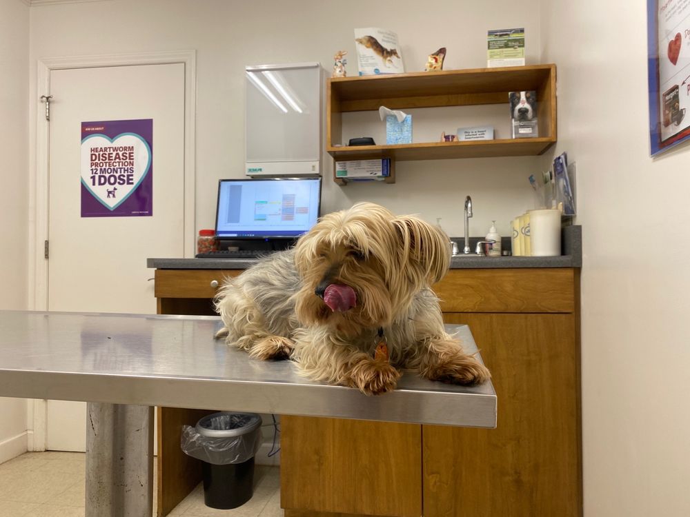 FOUNTAIN INN ANIMAL CLINIC Updated October 2024 15 Reviews 1126 N