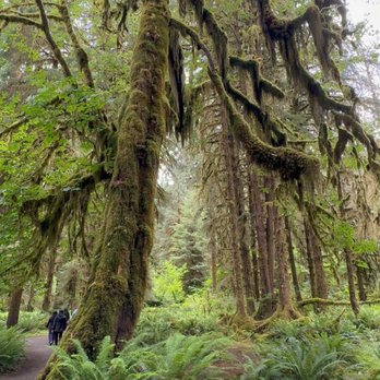 Hoh Rainforest - Rees's Roots - Hall Of Mosses Trail - Hoh Rain Forest - Olympic National Park Washington - Hiking Near Me - Forks, Washington