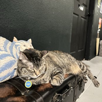 Le Chat Noir Bookstore & Cat Lounge - Sugar - Bookstores Near Me - Redlands, California